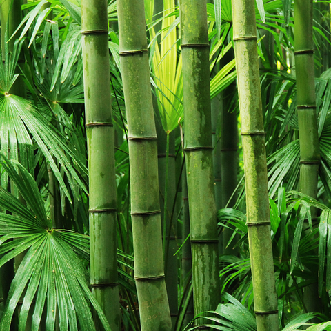 No. 8 Bamboo