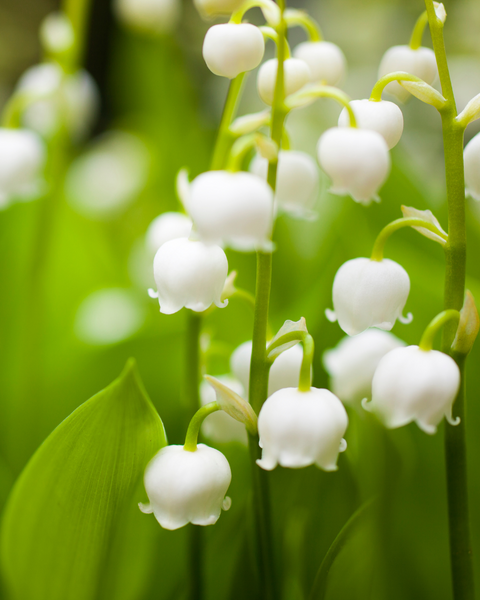 No. 9 Lily of the Valley