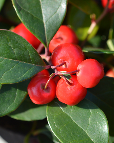 Wintergreen